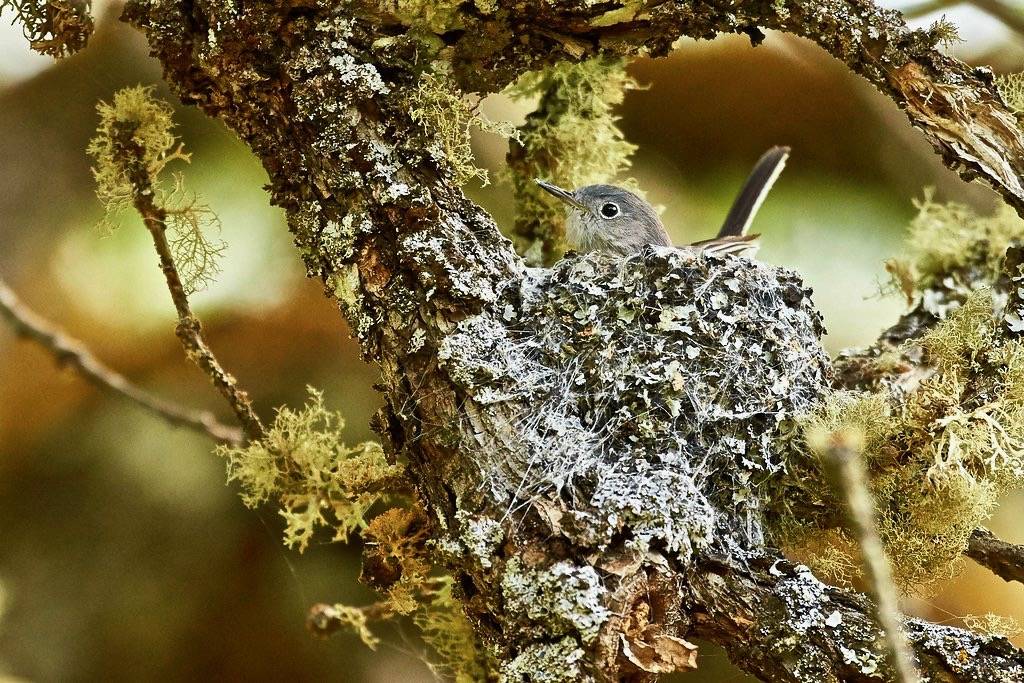 Blue-gray Gnatcatcher nest building 8 by chloesview is licensed under CC BY-NC-ND 2.0